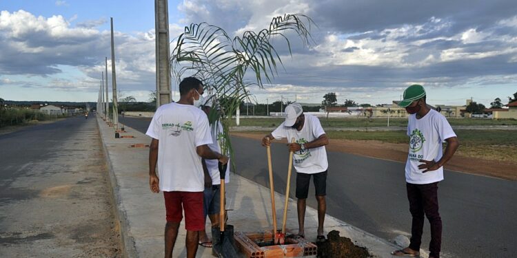 Piripiri vai ganhar uma nova avenida arborizada com palmeiras imperiais e iluminação solar