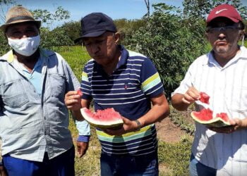 Assentamento Cachoeira produz em média 400 toneladas de melancia. Vídeo