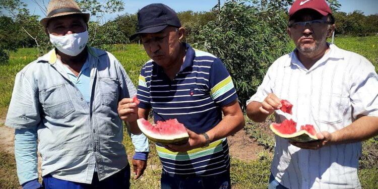 Assentamento Cachoeira produz em média 400 toneladas de melancia. Vídeo
