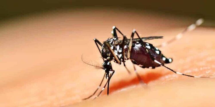 aedes aegypti