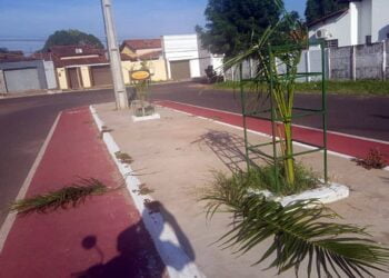 Marginais voltam a quebrar as palmeiras imperiais da avenida Dep. Murilo Rezende