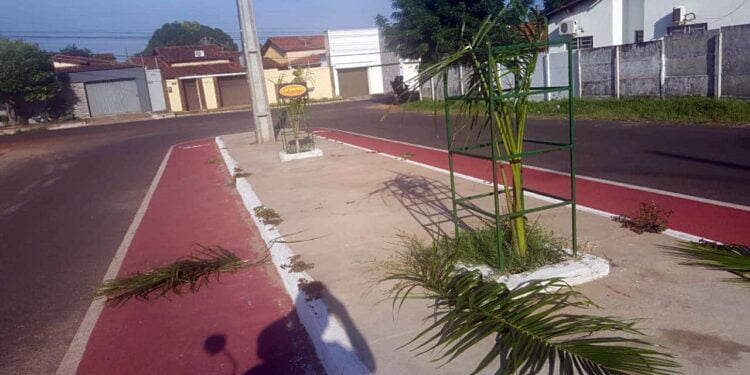 Marginais voltam a quebrar as palmeiras imperiais da avenida Dep. Murilo Rezende