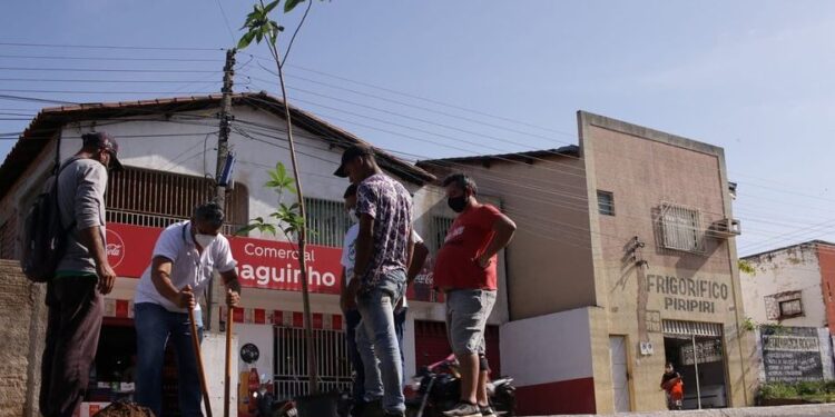 Semad realiza arborização da avenida João Bandeira Monte