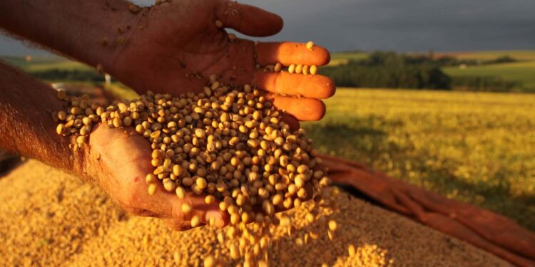 Safra de soja deve registrar produtividade histórica no Piauí em 2022