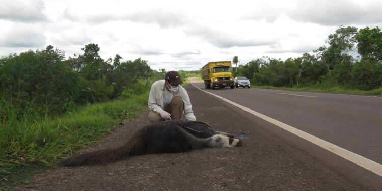 Lei: Motorista que atropelar animal serão obrigados a prestar socorro