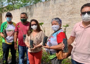 Piripiri recebe 3.500 mudas de caju anão precoce para serem distribuídas para os agricultores