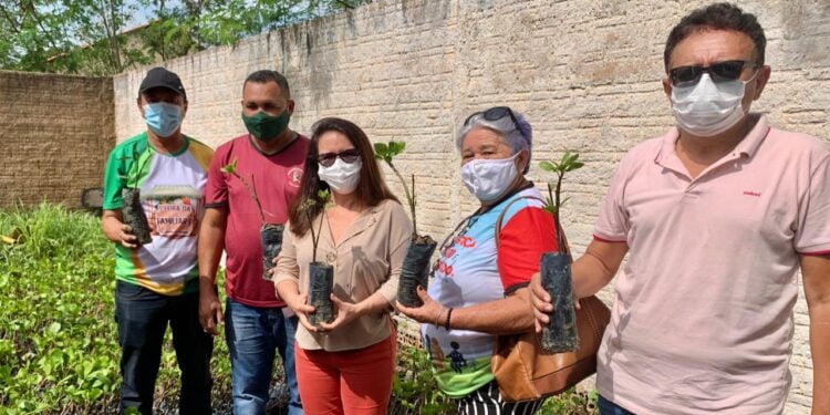 Piripiri recebe 3.500 mudas de caju anão precoce para serem distribuídas para os agricultores