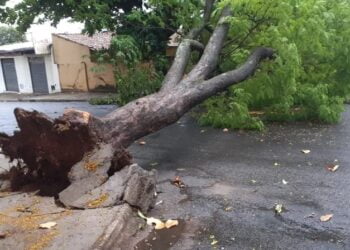 Queda de árvores na rede elétrica provoca prejuízos ao fornecimento de energia