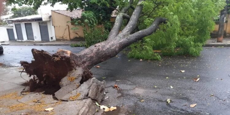 Queda de árvores na rede elétrica provoca prejuízos ao fornecimento de energia