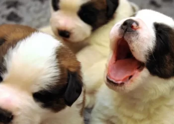 Mercado pet deve ter crescimento de 14% em 2022, projeta instituto