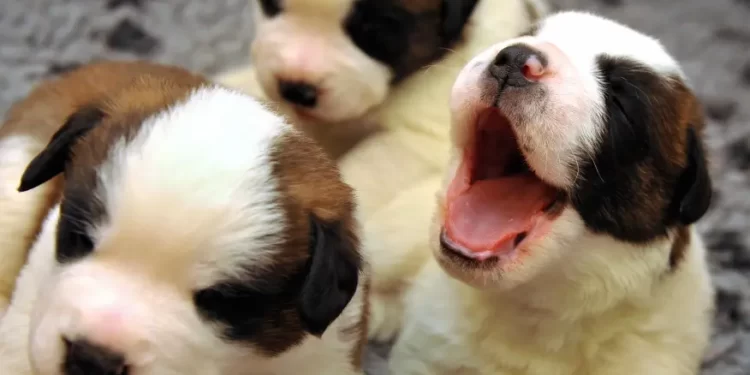 Mercado pet deve ter crescimento de 14% em 2022, projeta instituto