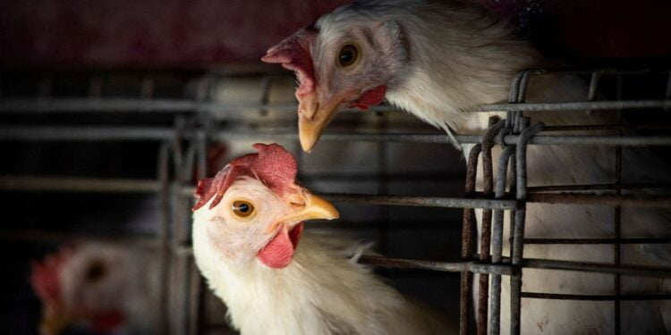 Gripe aviária leva Brasil a decretar emergência zoossanitária