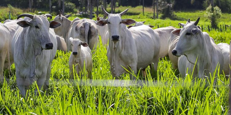 Governador lança campanha e quer 95% do rebanho imunizado contra aftosa