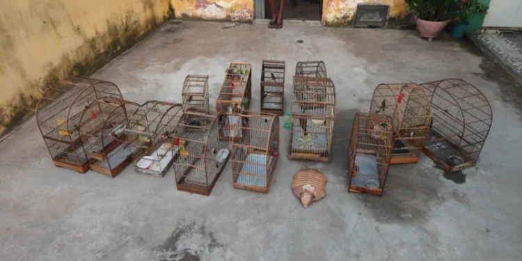 Mais de 60 aves são resgatadas em cativeiro no interior do Piauí
