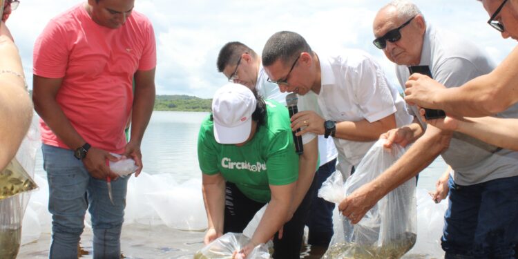 Prefeitura de Piripiri e SEMARH realizam peixamento de açudes do município