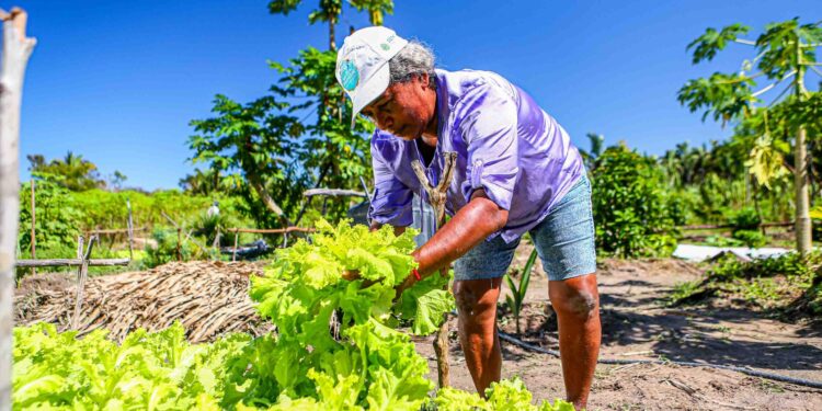 PAA e PAS: programas ajudam a reduzir a fome de 140 mil famílias no Piauí