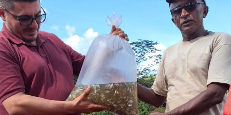 Prefeitura de Piripiri recebe 20 mil alevinos para produtores locais