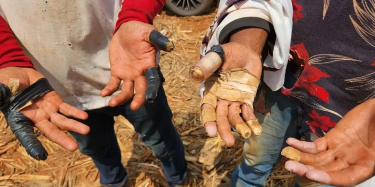 Piauí tem 38 empresas na lista suja do trabalho escravo; veja lista