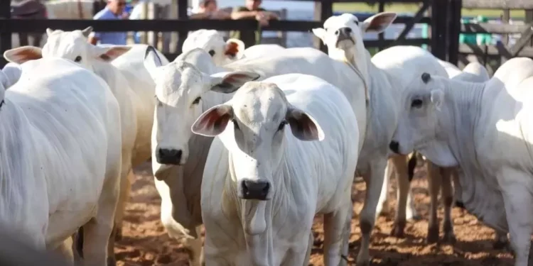 Piauí inicia campanha de atualização de rebanhos em busca de selo internacional