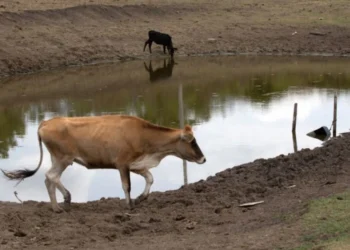 Seca no Piauí: Municípios afetados podem suspender realização de eventos festivos