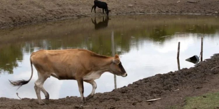 Seca no Piauí: Municípios afetados podem suspender realização de eventos festivos