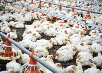 Ministério da Agricultura investiga novas suspeitas de gripe aviária