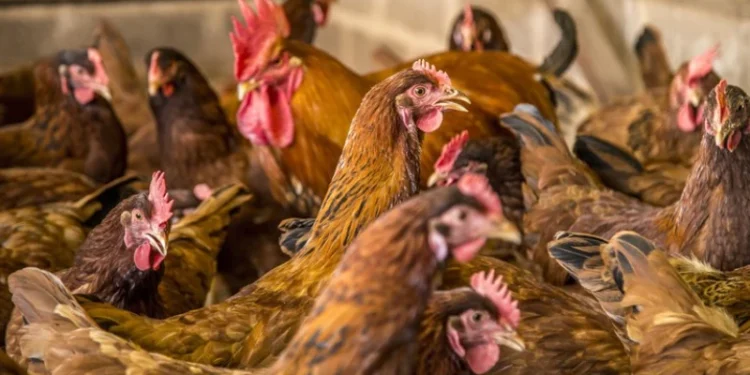 Gripe aviária: governo confirma primeiro foco em granja comercial no Brasil