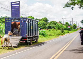 Criadores são autuados por animais soltos em rodovias no Piauí; objetivo é combater acidentes de trânsito