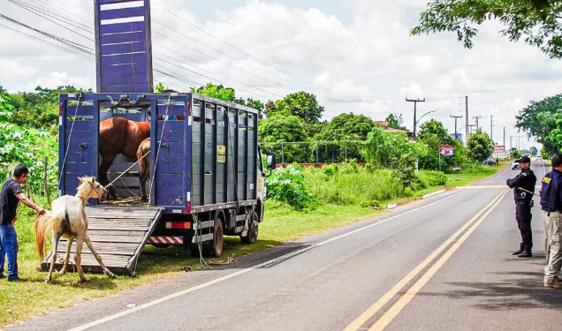 Criadores são autuados por animais soltos em rodovias no Piauí; objetivo é combater acidentes de trânsito