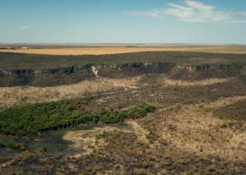Desmatamento cresceu em quatro municípios do Piauí, aponta relatório