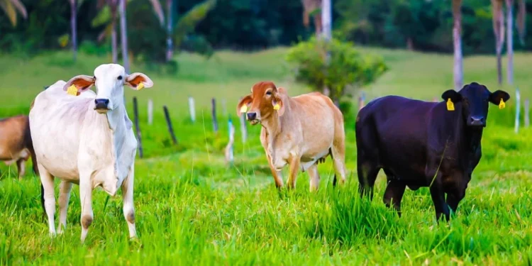 Prazo para atualização cadastral de rebanhos no Piauí encerra nesta segunda (30)