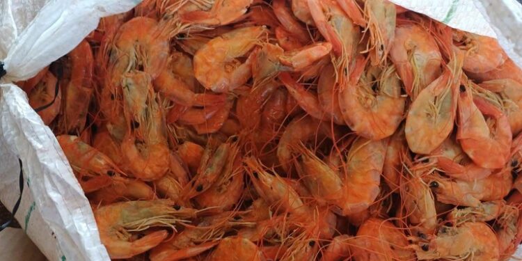 PRF apreende mais de 1,3 tonelada de pescado impróprio para consumo em ônibus na BR-343, em Piripiri/PI