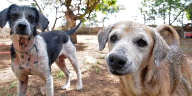 Câmara aprova proibição de testes com animais na produção de cosméticos no Brasil