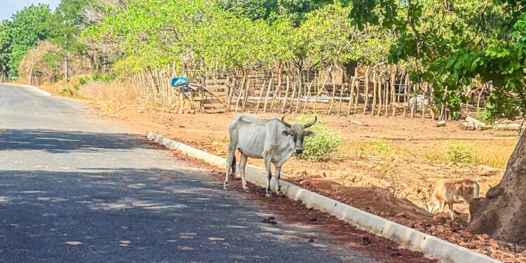 Operação conduz três proprietários de animais soltos em pistas no Piauí
