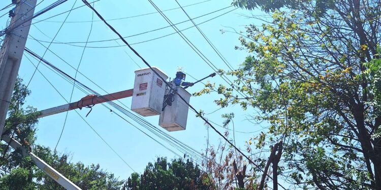 Equatorial Piauí reforça responsabilidades pela poda de árvores para manter a continuidade do fornecimento de energia