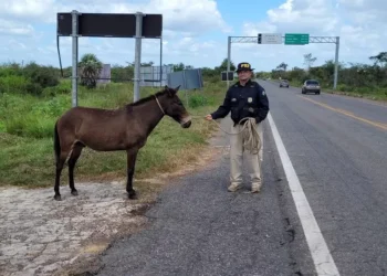 PRF retira 150 animais de rodovias federais do Piauí em janeiro