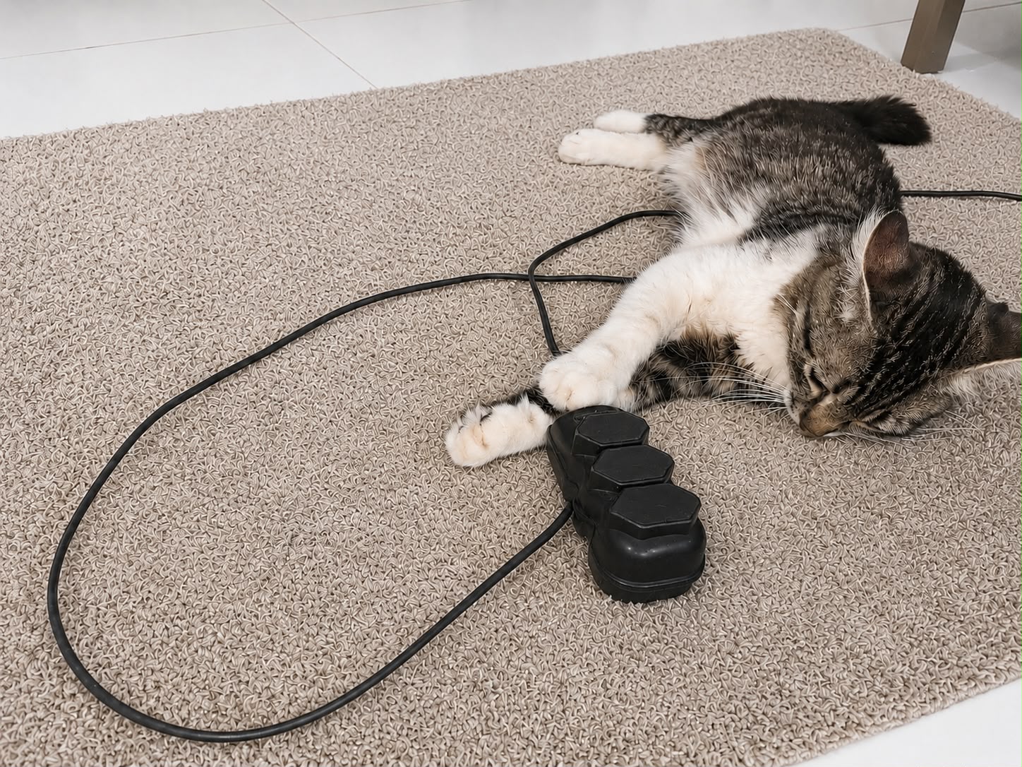 Equatorial Piauí orienta como proteger pets de acidentes com energia elétrica em casa