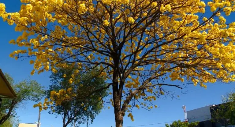 Ipês amarelos transformam a paisagem de Teresina e chamam atenção para importância da preservação