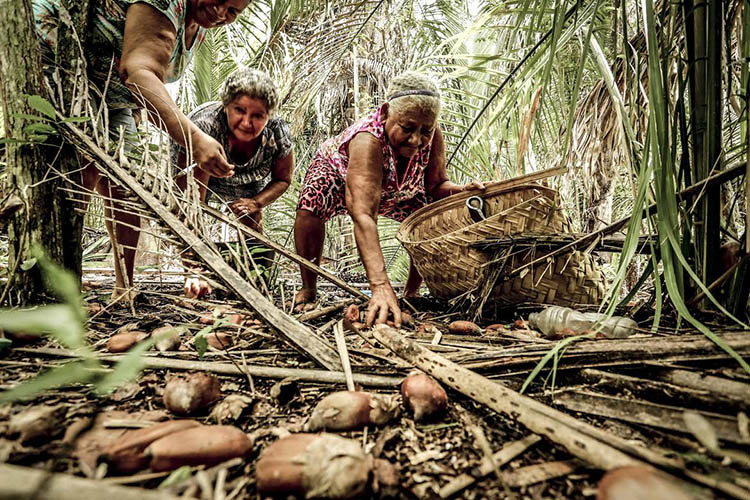Incra reconhece 123 famílias de quebradeiras de coco no Piauí